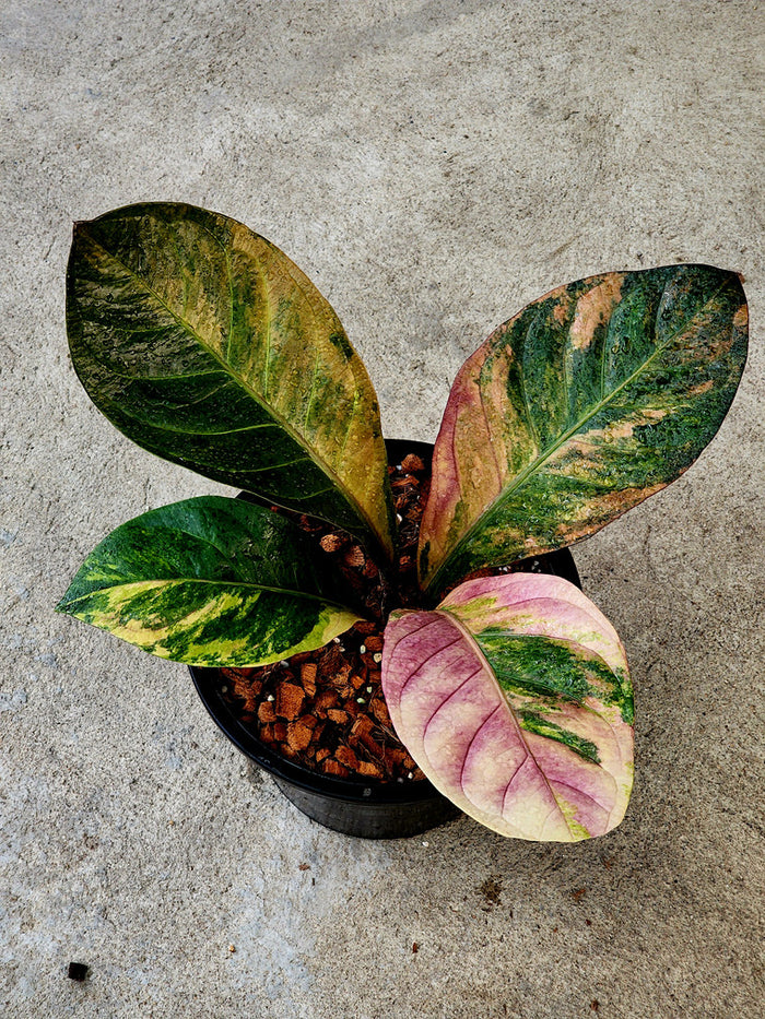 Anthurium