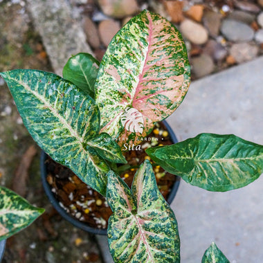 Syngonium Milk Confetti Tricolor