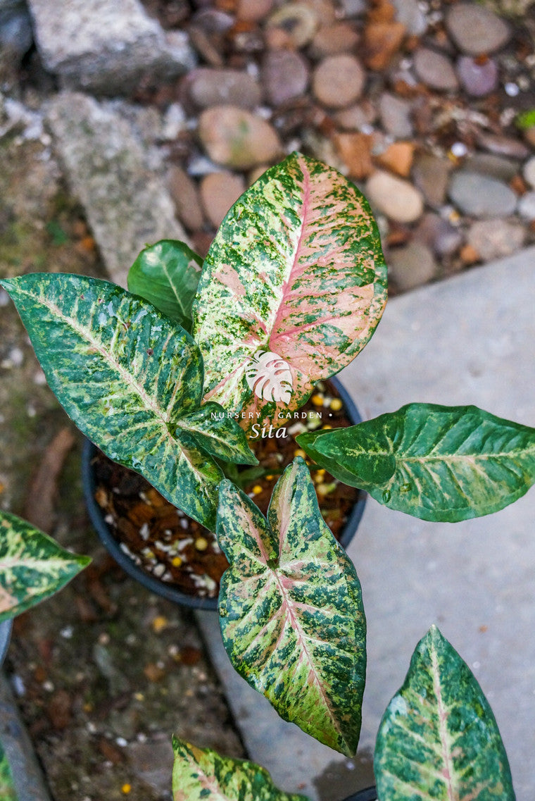 Outlet Syngonium milk confetti