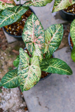 Syngonium Milk Confetti Tricolor