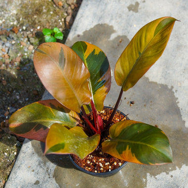 Philodendron Black Cardinal No.2