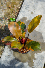 Philodendron Black Cardinal No.2