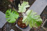 Monstera Deliciosa Mint Variegated