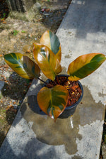 Philodendron Black Cardinal No.2