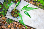 Monstera Burle Marx Flame