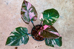 Philodendron Pink Princess Marble King