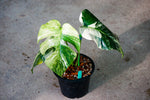 Monstera Borsigiana Mint Variegated