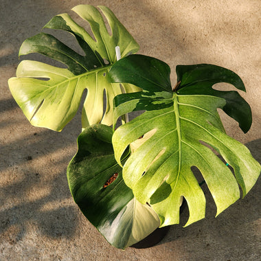 Monstera Deliciosa Mint Variegated