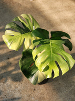 Monstera Deliciosa Mint Variegated