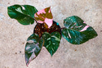 Philodendron Pink Princess Marble King