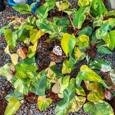 Philodendron Strawberry Shake Variegated x 10