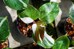 Philodendron White Knight tri-color