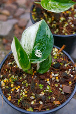 Scindapsus Moonlight Variegated