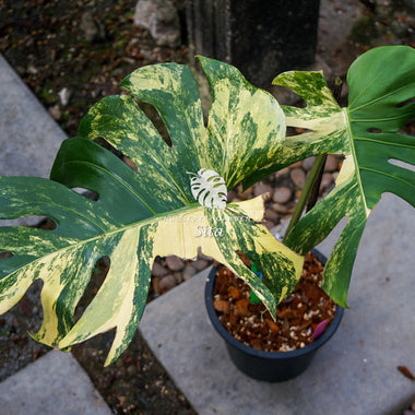 Monstera Deliciosa Marilyn