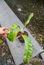 Epipremnum Giganteum Marble Variegated