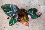 Philodendron Pink Princess Marble King