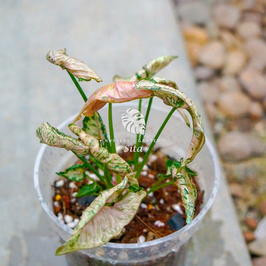 Syngonium Pink Mosaic