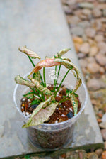 Syngonium Pink Mosaic