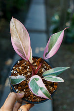 Philodendron Pink Princess Mutation