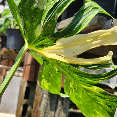 Monstera Medusa