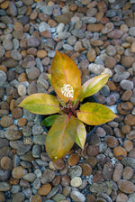 Philodendron Black Cardinal Orange