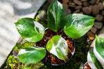 Philodendron White Knight tri-color