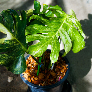 Monstera Deliciosa Ocean Mint Variegated