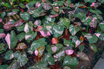 Philodendron Pink Princess Marble King