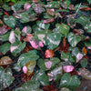 Philodendron Pink Princess Marble King