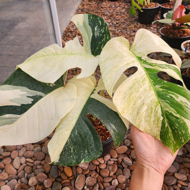 Monstera Borsigiana Mint Variegated