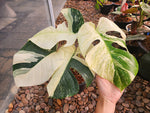 Monstera Borsigiana Mint Variegated