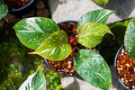 Philodendron White Knight Marble