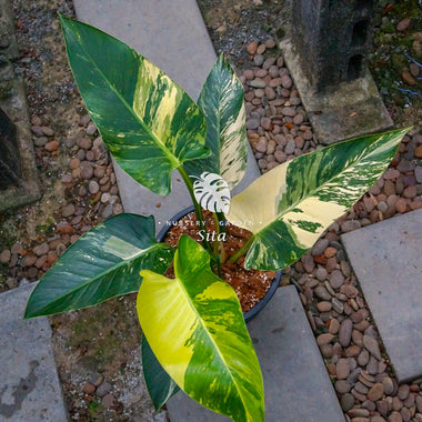 Philodendron Green Congo