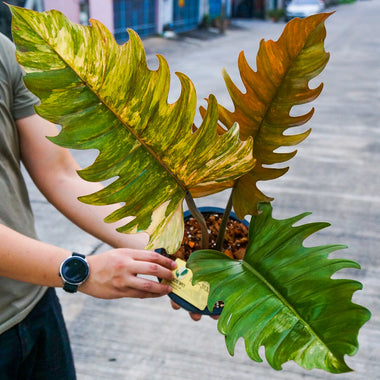 Philodendron Caramel Marble Variegated