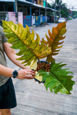 Philodendron Caramel Marble Variegated