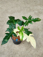 Philodendron Golden Dragon Var.