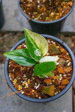 Scindapsus Moonlight Variegated