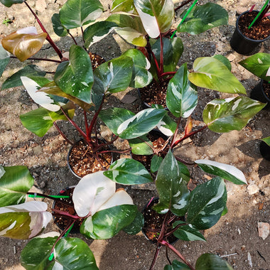 Philodendron Red Anderson Variegata x 10