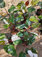 Philodendron Red Anderson Variegata x 10