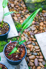 Monstera Burle Marx Flame