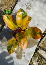 Philodendron Black Cardinal No.2