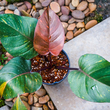 Philodendron Orange Princess