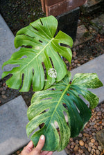 Monstera Deliciosa Mint Variegated