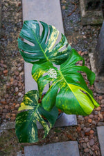 Monstera Deliciosa Marilyn