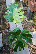 Monstera Deliciosa Mint Variegated