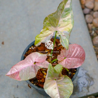 Syngonium Pinkspot Marble Double Variegated