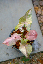 Syngonium Pinkspot Marble Double Variegated