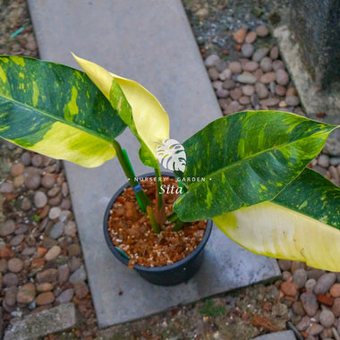 Philodendron Green Congo Hybrid