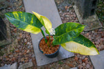 Philodendron Green Congo Hybrid