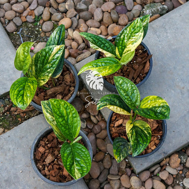 10 x Monstera Karstenianum Variegated